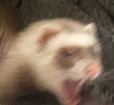 ferretscream1442