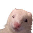ferretpeepin29