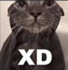catxd