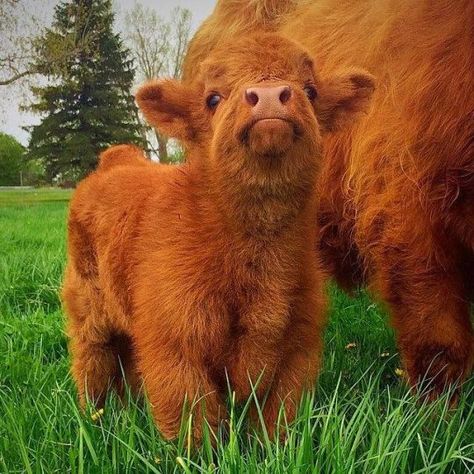 fluffycow