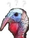 confusedturkey92