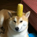 corn64