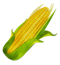 8718corn62