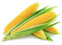 corn48
