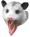 possum59