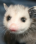 littleboypossum