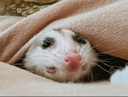 possum60
