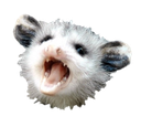 possum77