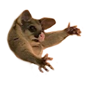 possum55