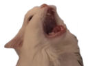 catscream