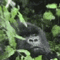 monkee
