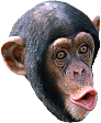 monkee29