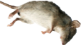 deadrat24