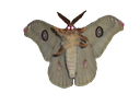 moth6