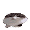 wawacatfast0