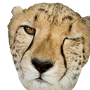 winkingcheetah