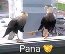 pana76
