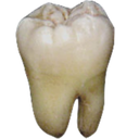 tooth