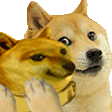 dogeandcheemssin