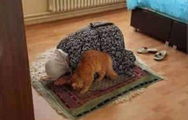 muslimcat