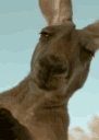 kangaroo42