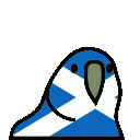 scottishparrot95