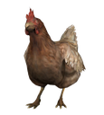 csgochicken96