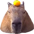 capybara64