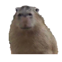 capybara83