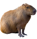 capybara71