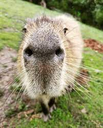 capybara81