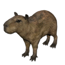 capybara2