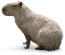 capybara7