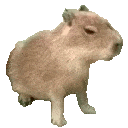 capybara66