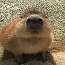 capybara4