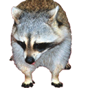 sadraccoon3