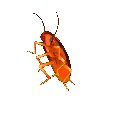 roach85