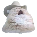 cowboycat