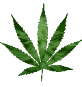 marijuana80