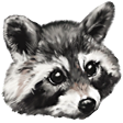 racoon10