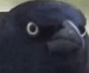 crow45