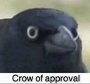 crowofapproval