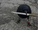 crow82