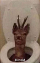 donald82