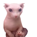 bingus49
