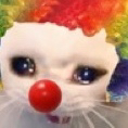 0clowncat