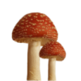 mushroom65