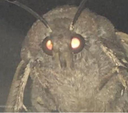 moth64