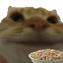 cerealcat0