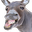 donkey72